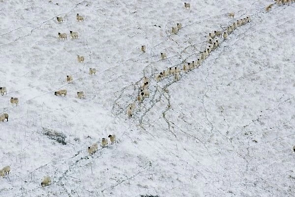 Sheep on a snow covered hill - South Downs - East Sussex - United Kingdom
