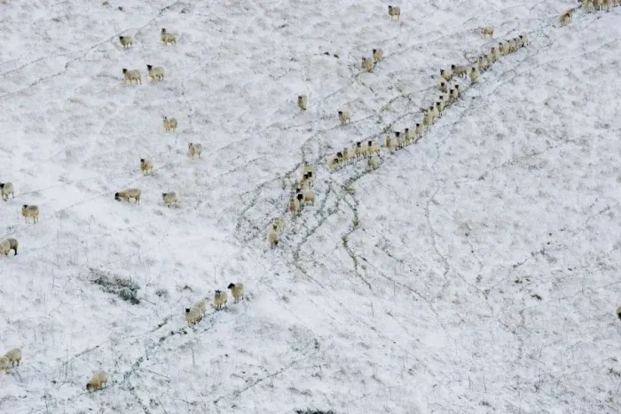 Framed Print : Sheep on a snow covered hill - South Downs - East Sussex - United Kingdom Framed Print : Sheep on a snow covered hill - South Downs - East Sussex - United Kingdom