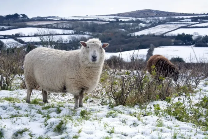 Framed Print : Sheep in Snow - Godolphin Hill beyond - Cornwall - UK Framed Print : Sheep in Snow - Godolphin Hill beyond - Cornwall - UK