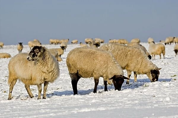 Sheep in the snow - South Downs - East Sussex - United Kingdom