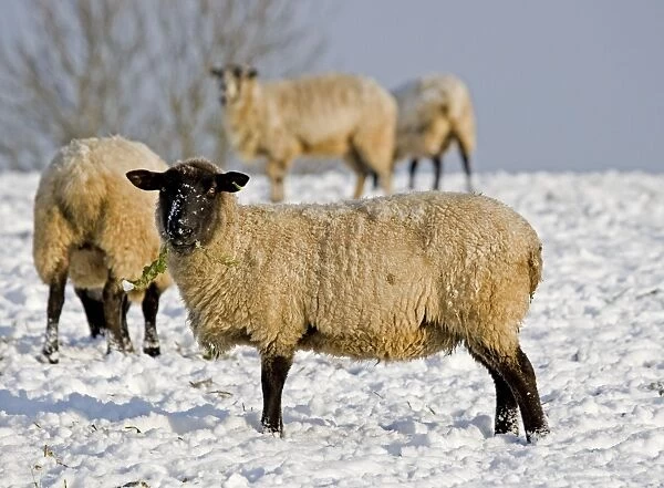 Sheep in the snow - South Downs - East Sussex - United Kingdom