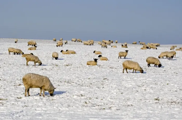 Framed Print : Sheep in the snow - South Downs - East Sussex - United Kingdom Framed Print : Sheep in the snow - South Downs - East Sussex - United Kingdom