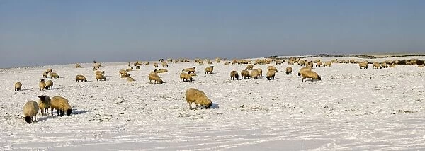 Sheep in a snowy field - South Downs - East Sussex - United Kingdom