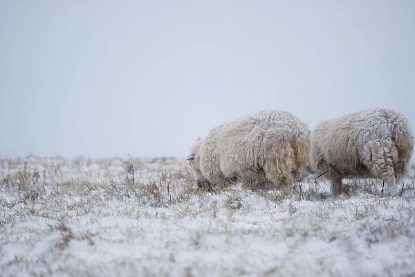 Sheep in Snowy Fields - South Downs - East Sussex - United Kingdom