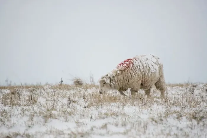 Framed Print : Sheep in Snowy Fields - South Downs - East Sussex - United Kingdom Framed Print : Sheep in Snowy Fields - South Downs - East Sussex - United Kingdom