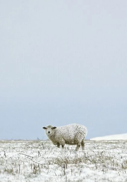 Sheep - standing in a snowy field - South Downs - East Sussex - United Kingdom MANIPULATED IMAGE: Farmhouse removed from background, colours altered
