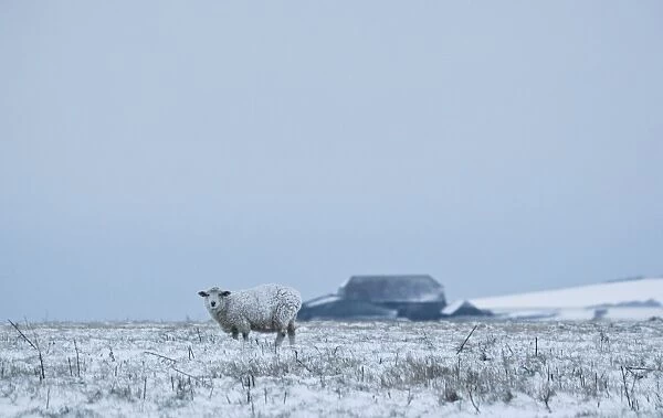Sheep - standing in a snowy field - South Downs - East Sussex - United Kingdom
