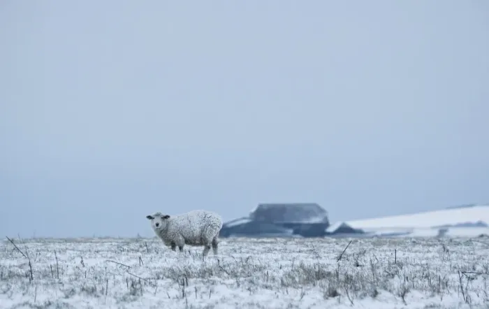 Framed Print : Sheep - standing in a snowy field - South Downs - East Sussex - United Kingdom Framed Print : Sheep - standing in a snowy field - South Downs - East Sussex - United Kingdom