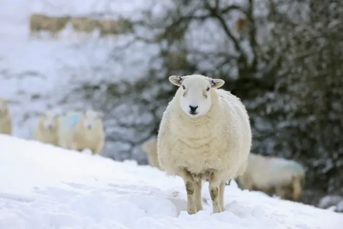 Framed Print : SHEEP. Texel ewes in snow