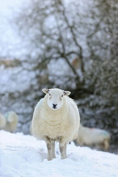 SHEEP. Texel ewes in snow