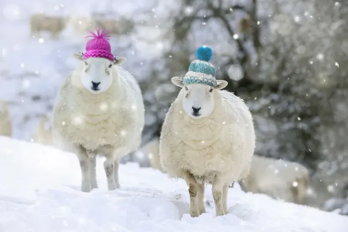 Framed Print : Sheep - Texel ewes in snow wearing woolly hats Digital Manipulation: Woolly hats (Su). Falling snow Framed Print : Sheep - Texel ewes in snow wearing woolly hats Digital Manipulation: Woolly hats (Su). Falling snow