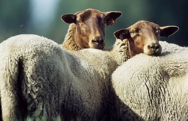 Sheep Voskop - group in meadow