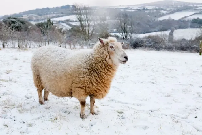 Framed Print : Sheep in winter snow - Cornwall, UK Framed Print : Sheep in winter snow - Cornwall, UK