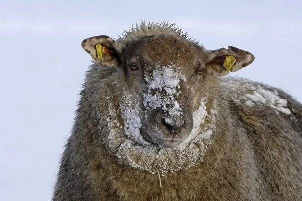 Sheep - in winter snow - Overijssel - The Netherlands