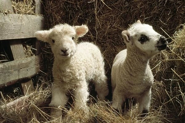 Sheep - x2 lamds