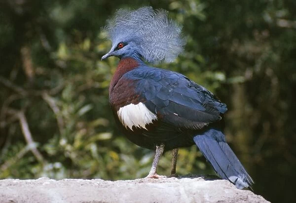 Sheepmakers  /  Southern Crowned Pigeon Papua New Guinea