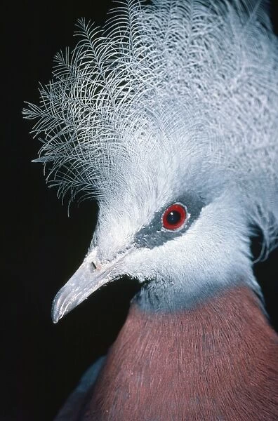 Sheepmakers  /  Southern Crowned Pigeon Papua New Guinea