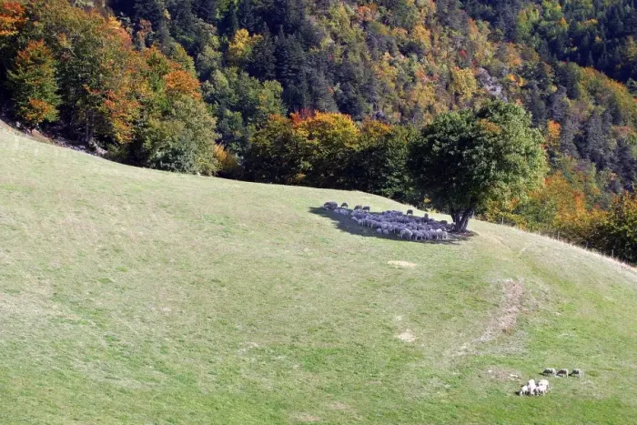 Framed Print : Sheeps - sheltering in the shadow of a tree. Drome Rhone-Alpes France Framed Print : Sheeps - sheltering in the shadow of a tree. Drome Rhone-Alpes France