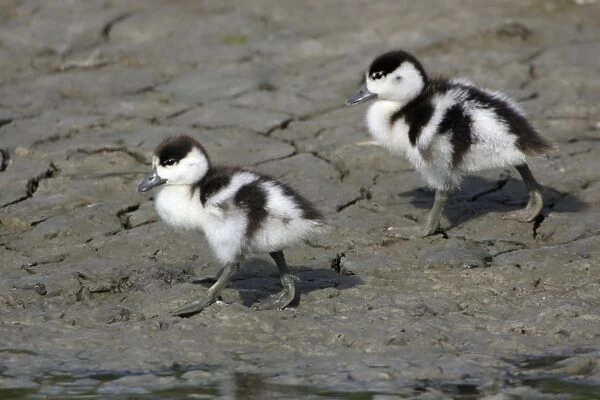 Shelduck - 2 Ducklings on mudflats Island Texel, Holland