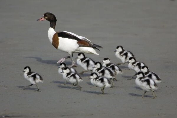 Shelduck - Adult female with ducklings on mudflats Island Texel, Holland