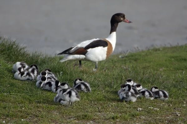 Shelduck - Adult female watching over resting ducklings Island Texel, Holland
