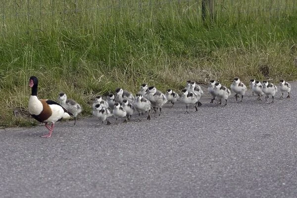 Shelduck - Adult male leading ducklings along coast road Island Texel, Holland