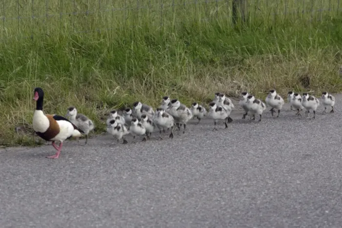 Framed Print : Shelduck - Adult male leading ducklings along coast road Island Texel, Holland Framed Print : Shelduck - Adult male leading ducklings along coast road Island Texel, Holland