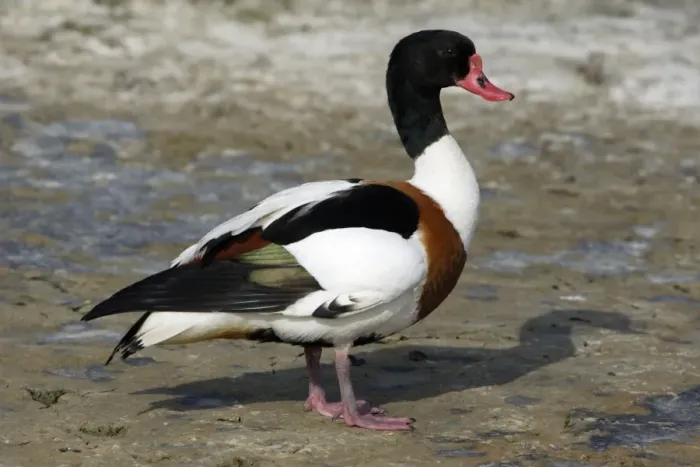 Framed Print : Shelduck - Adult Male, resting Island Texel, Holland