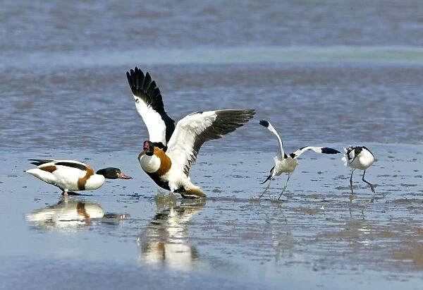 Shelduck - Avocet (Recurvirostra avosetta) attacking Shelduck - May - North Norfolk UK