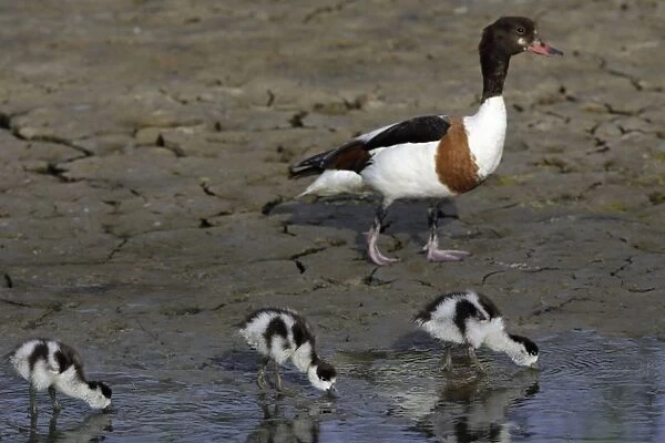 Shelduck - Female with 3 ducklings, feeding Island Texel, Holland