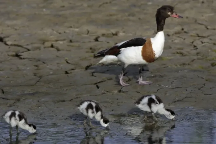Framed Print : Shelduck - Female with 3 ducklings, feeding Island Texel, Holland Framed Print : Shelduck - Female with 3 ducklings, feeding Island Texel, Holland
