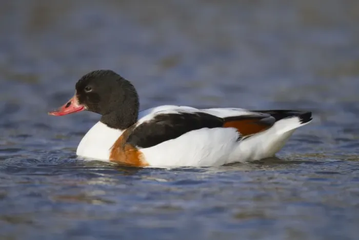 Framed Print : Shelduck - female - Cornwall - UK Framed Print : Shelduck - female - Cornwall - UK