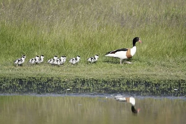 Shelduck - female parent bird with ducklings, Island of Texel, Holland