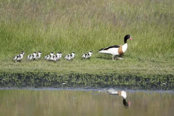 Framed Print : Shelduck - female parent bird with ducklings, Island of Texel, Holland Framed Print : Shelduck - female parent bird with ducklings, Island of Texel, Holland
