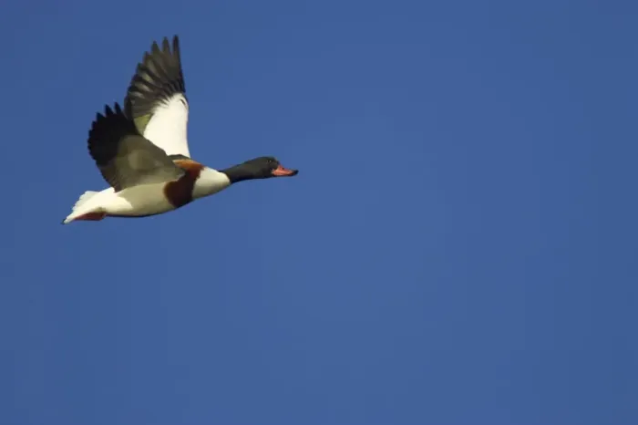 Framed Print : Shelduck in flight Sussex, UK BI006710 Framed Print : Shelduck in flight Sussex, UK BI006710