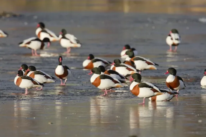 Framed Print : Shelduck - on ice - UK Framed Print : Shelduck - on ice - UK