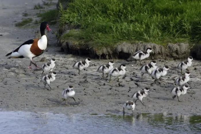 Framed Print : Shelduck - Male adult with ducklings on seashore Island Texel, Holland Framed Print : Shelduck - Male adult with ducklings on seashore Island Texel, Holland