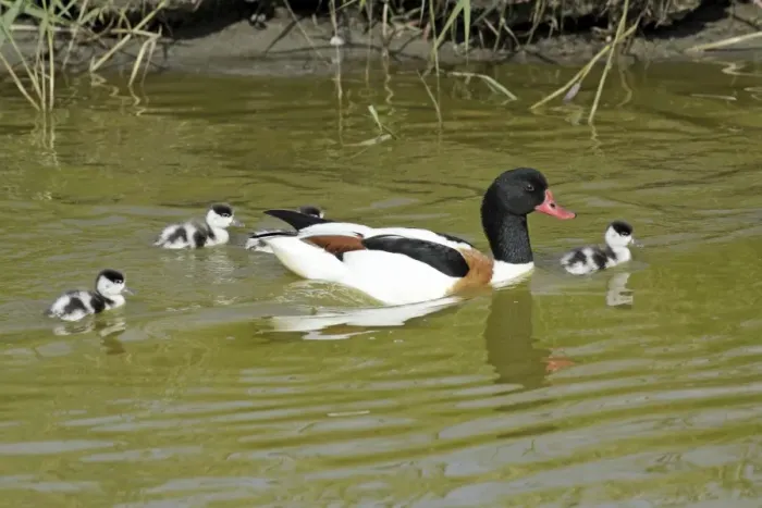 Framed Print : Shelduck - male parent bird swimming in creek with ducklings, Island of Texel, Holland Framed Print : Shelduck - male parent bird swimming in creek with ducklings, Island of Texel, Holland