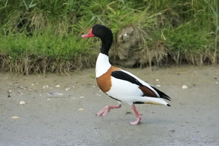 Framed Print : Shelduck - male, walking along seashore, Texel, Holland Framed Print : Shelduck - male, walking along seashore, Texel, Holland