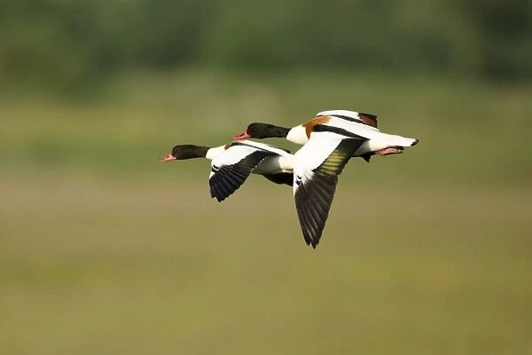 Shelduck - pair in flight, Texel, Holland