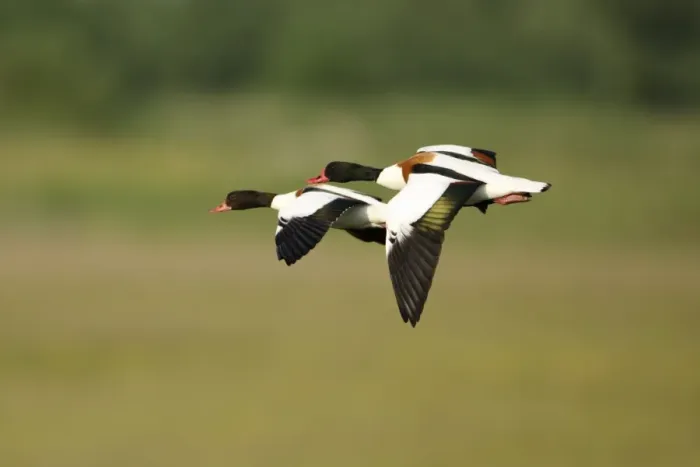 Framed Print : Shelduck - pair in flight, Texel, Holland Framed Print : Shelduck - pair in flight, Texel, Holland