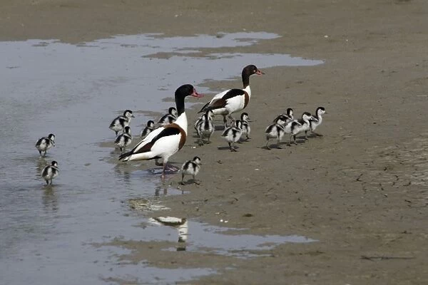 Shelduck - Parent birds with ducklings on mudflats Island Texel, Holland