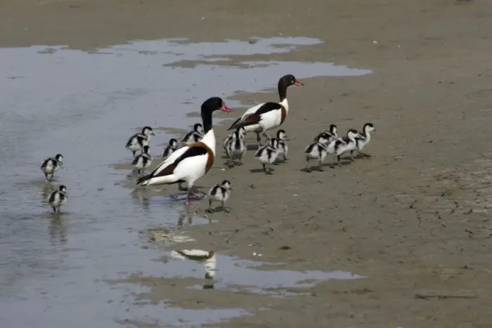 Framed Print : Shelduck - Parent birds with ducklings on mudflats Island Texel, Holland Framed Print : Shelduck - Parent birds with ducklings on mudflats Island Texel, Holland