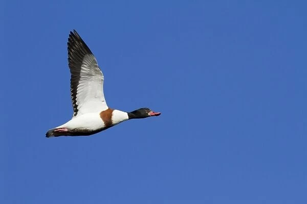 Shelduck - Single adult bird in flight. England, UK