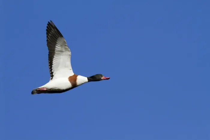 Framed Print : Shelduck - Single adult bird in flight. England, UK Framed Print : Shelduck - Single adult bird in flight. England, UK