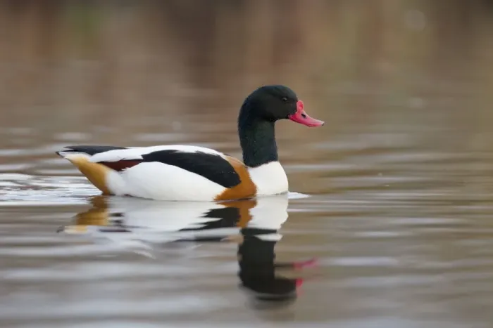 Framed Print : Shelduck - winter - UK Framed Print : Shelduck - winter - UK