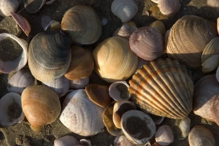 Framed Print : Shell - close-up on beach Thousands of mollusc shells are cast-up by waves each day. Spain's Atlantic coast-line. Punta Umbria, Province of Huelva. Spain Framed Print : Shell - close-up on beach Thousands of mollusc shells are cast-up by waves each day. Spain's Atlantic coast-line. Punta Umbria, Province of Huelva. Spain