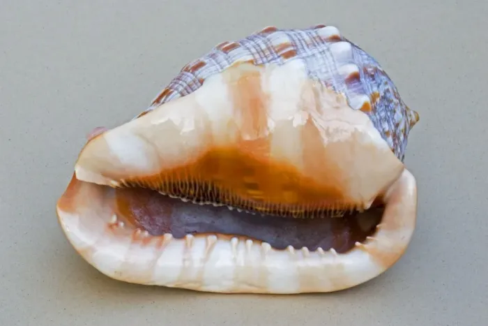 Framed Print : Shell - closeup of ventral view of large Helmet shell Cassis species showing teeth Framed Print : Shell - closeup of ventral view of large Helmet shell Cassis species showing teeth