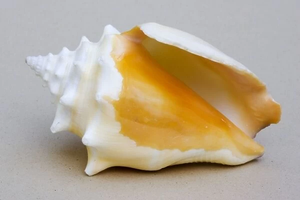 Shell - closeup of ventral view of small conch (probably Strombus pugilis)