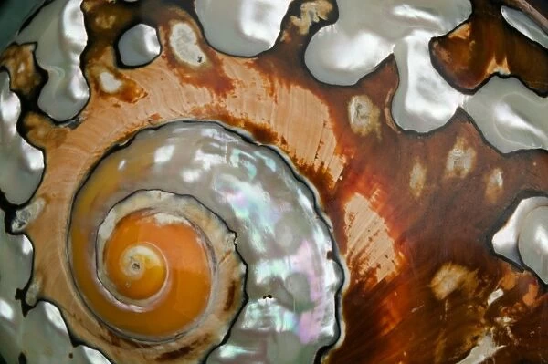 Shell of Marine Mollusk - Close up of detail - South Africa